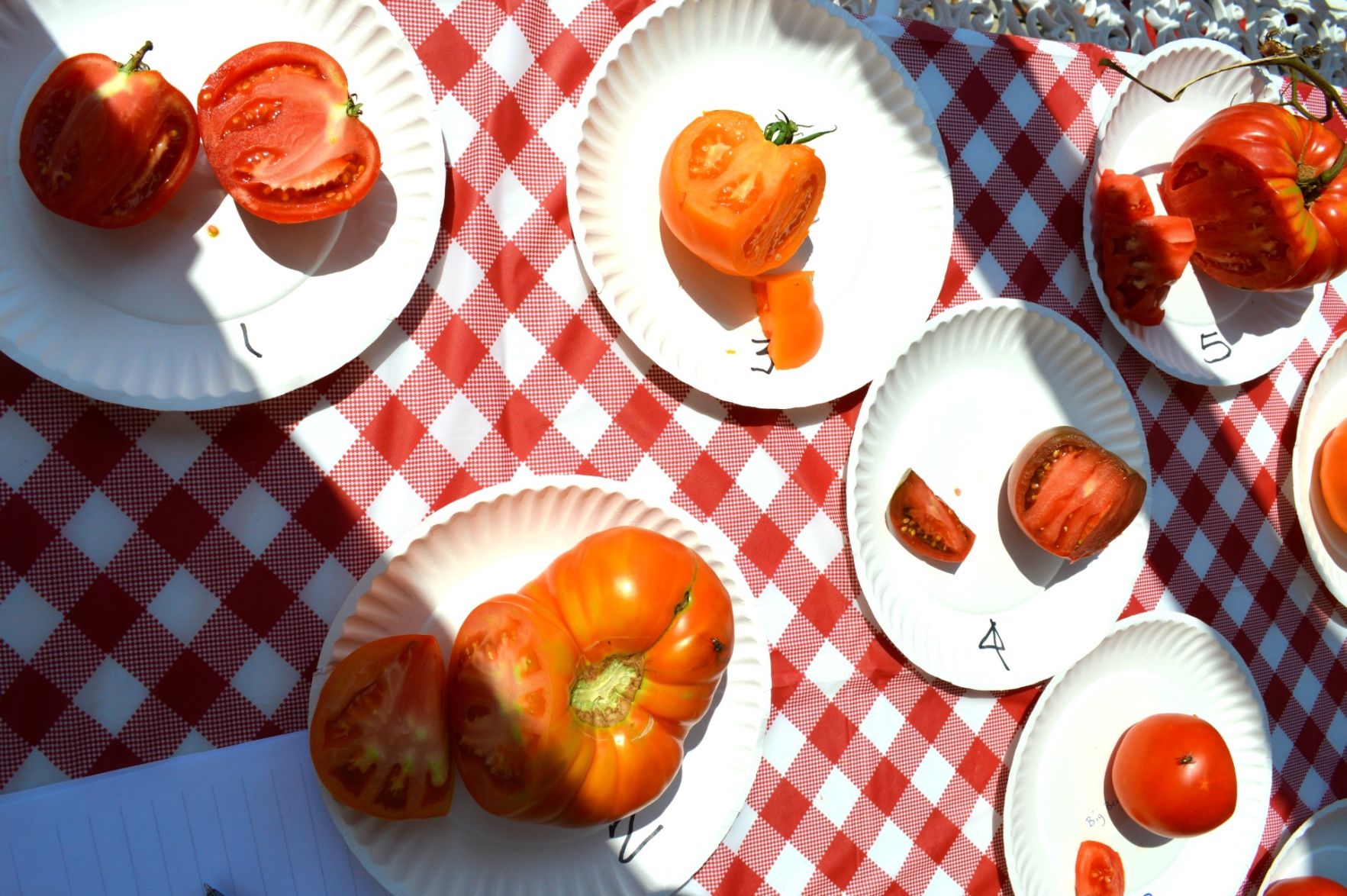 Tomato 5.jpg